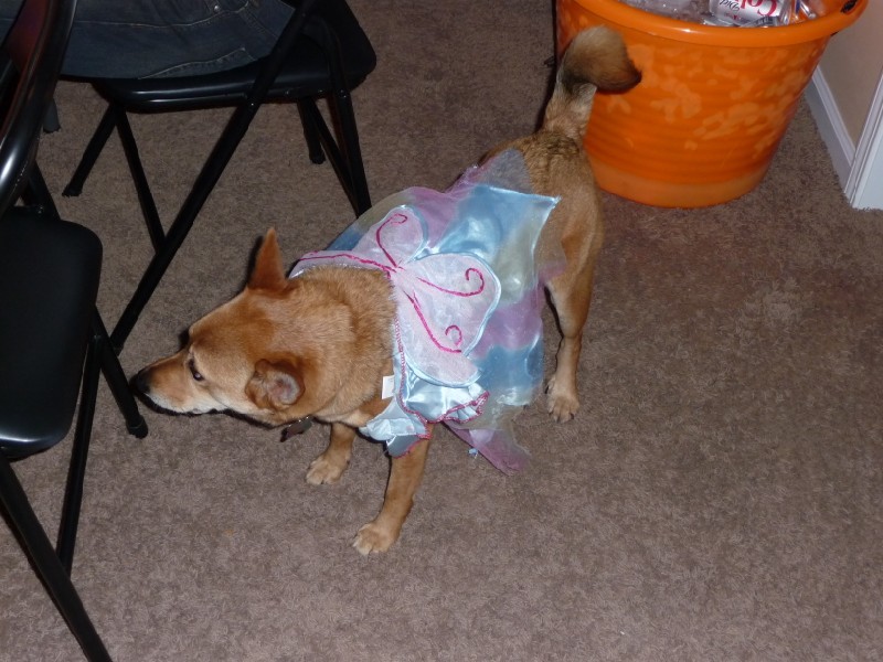 Molly in costume 1.JPG